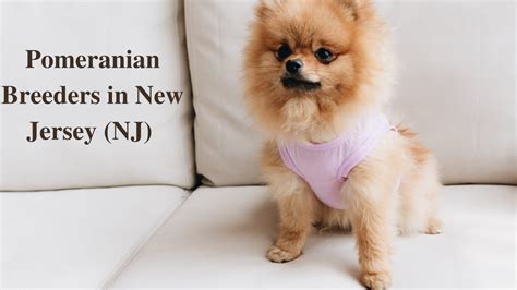 Prices start at : 1000. . Pomeranian breeders new jersey